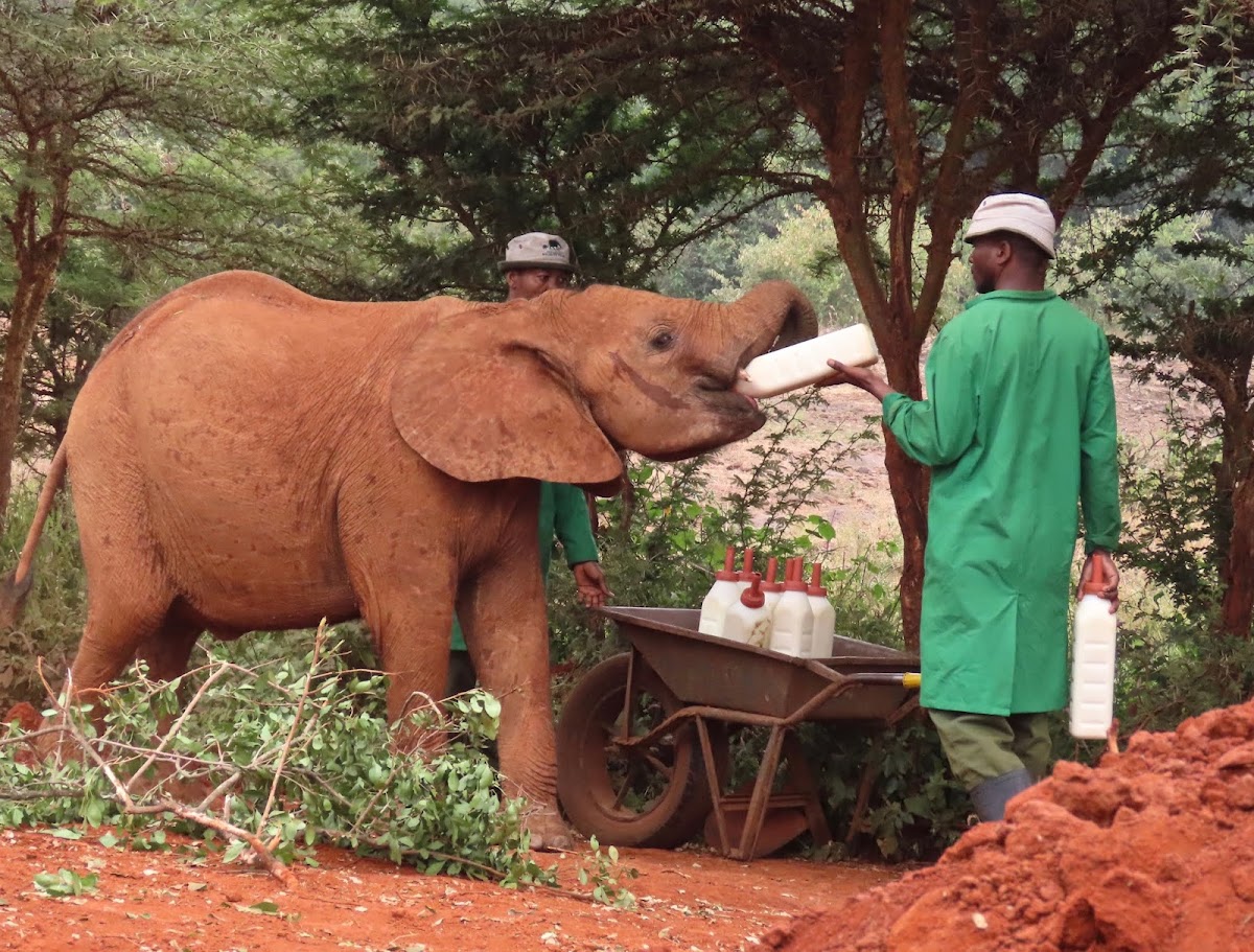 Adventure Travels Kenya — tour operator in 13 Koinange St, Kenya – photo 3