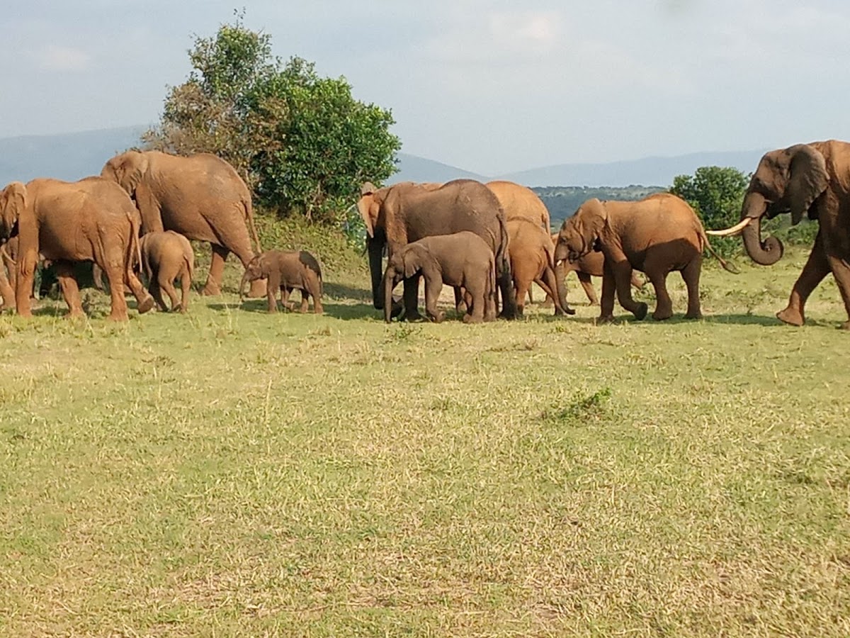 Adventure Travels Kenya — tour operator in 13 Koinange St, Kenya – photo 2