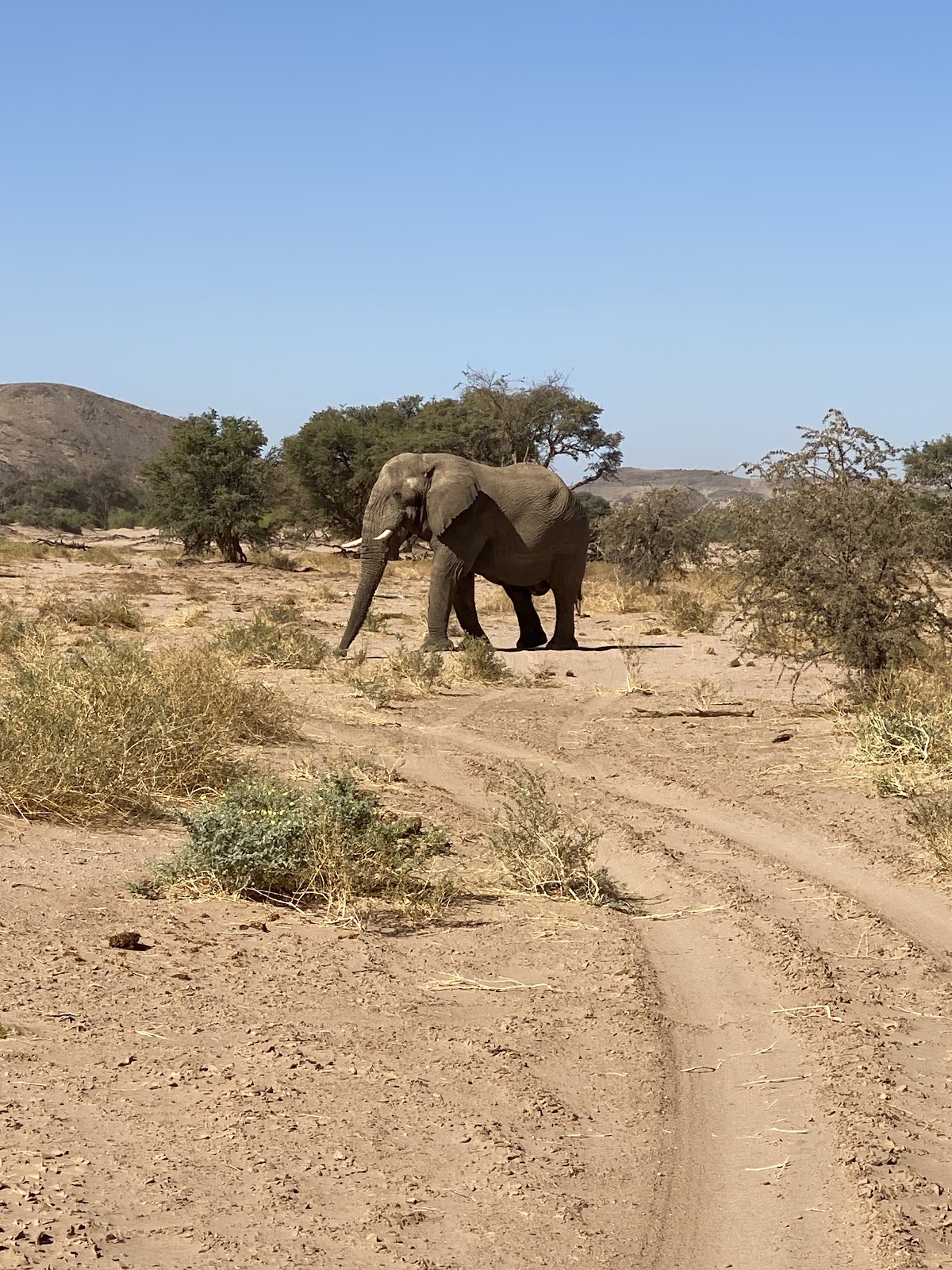 Meine Namibia Safaris — tour operator in 195 Mandume Ndemufayo Avenue, Namibia – photo 6