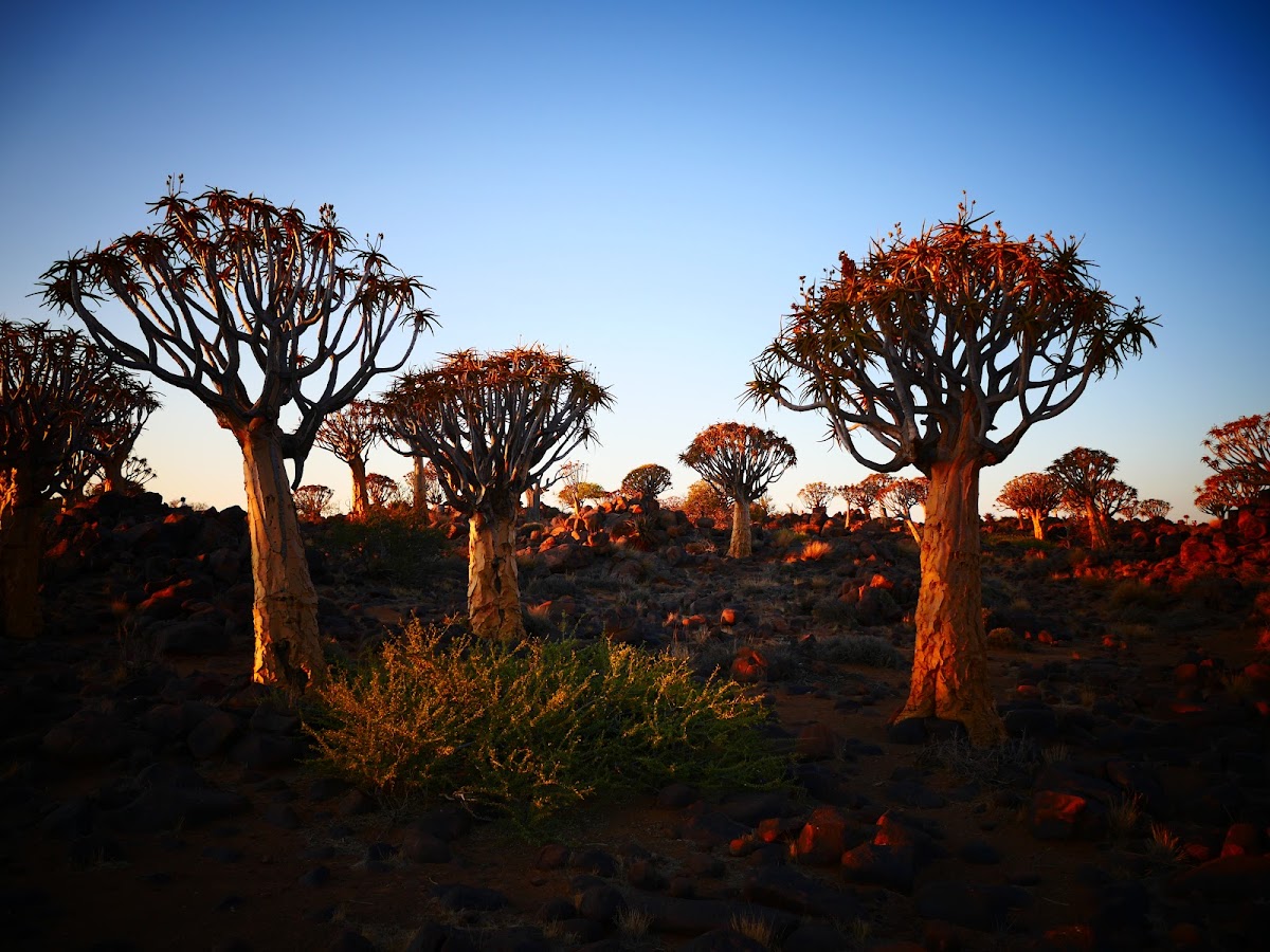Meine Namibia Safaris — tour operator in 195 Mandume Ndemufayo Avenue, Namibia – photo 2