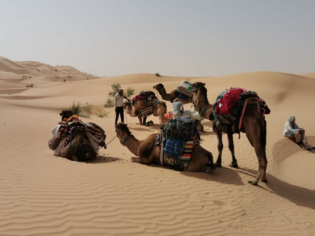 Touil Travel Tunisia — tour operator in 15 avenu taieb m hiri, Tunisia – photo 2