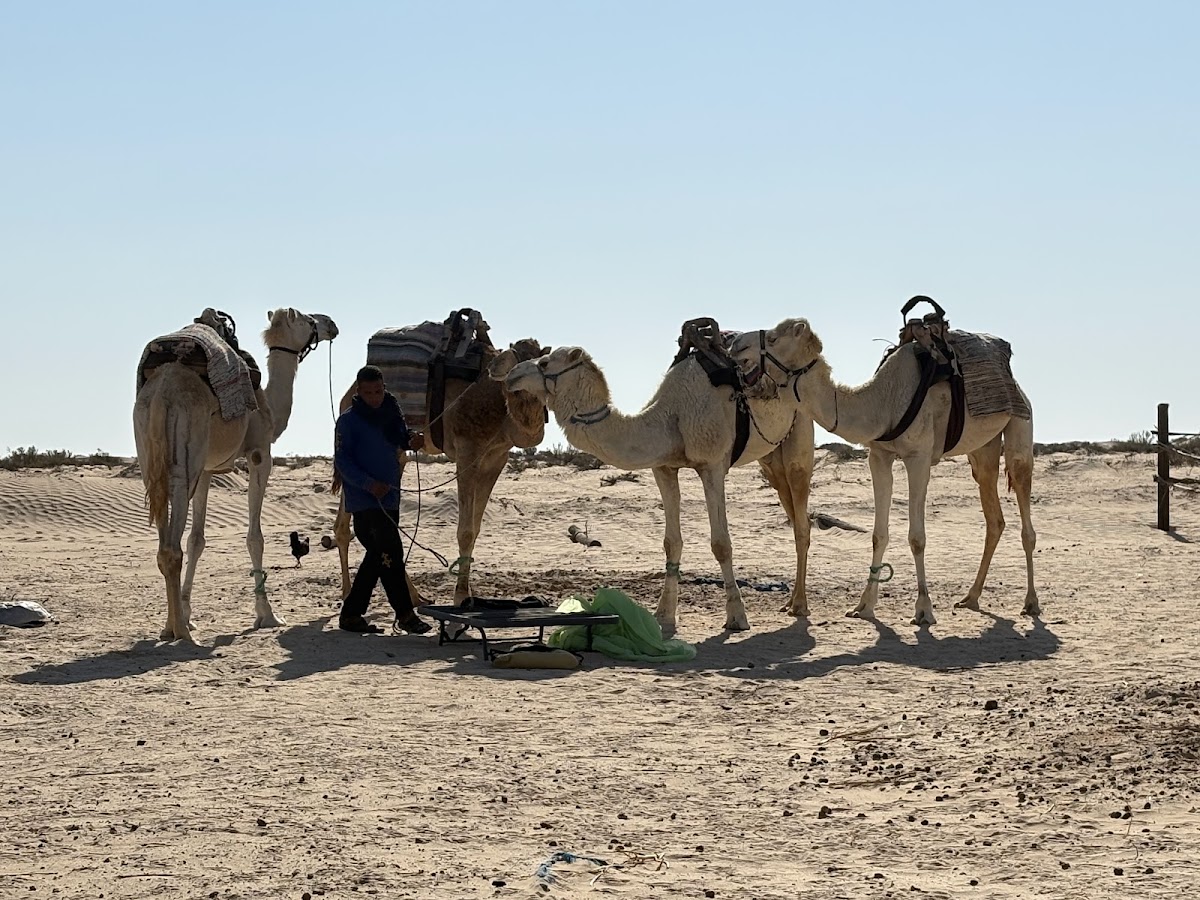 Touil Travel Tunisia — tour operator in 15 avenu taieb m hiri, Tunisia – photo 5