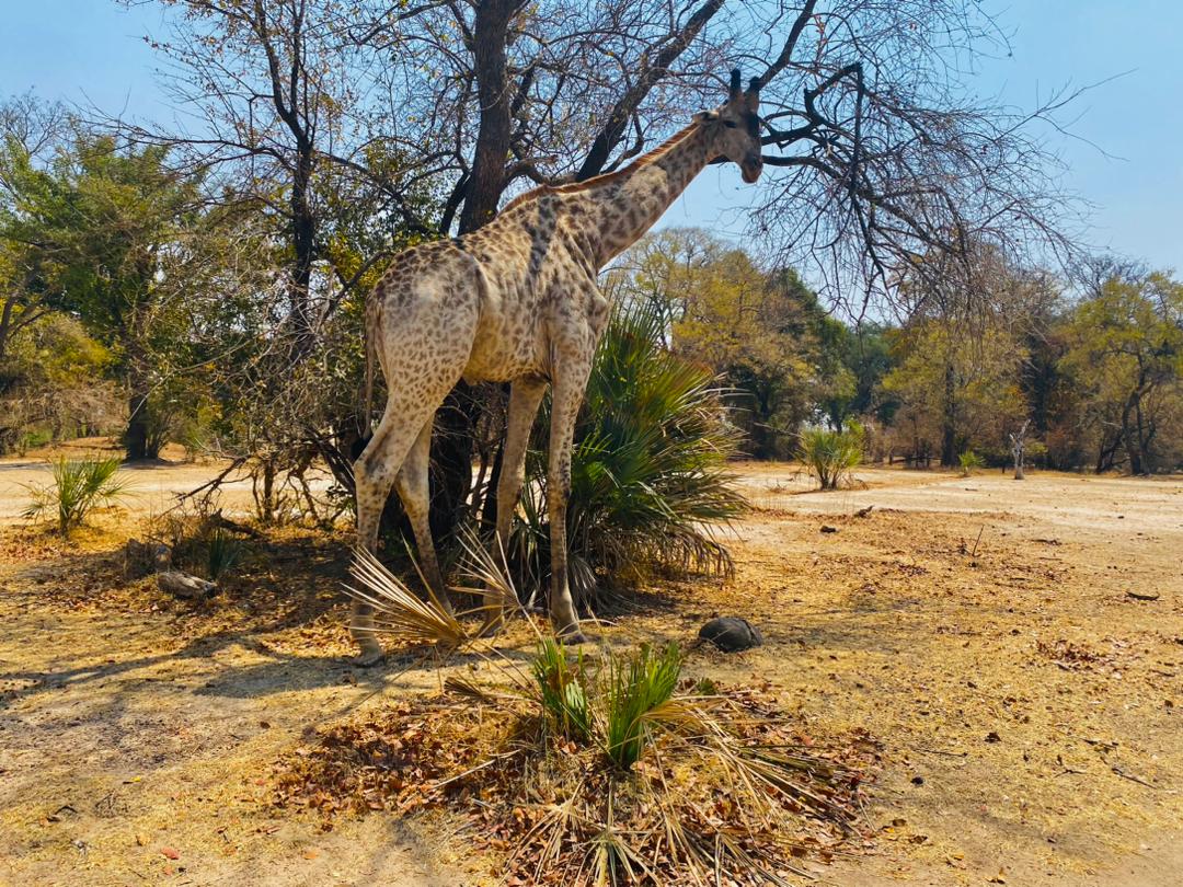 Willch Travel and Tours — tour operator in off Libala Dr, Zambia – photo 4