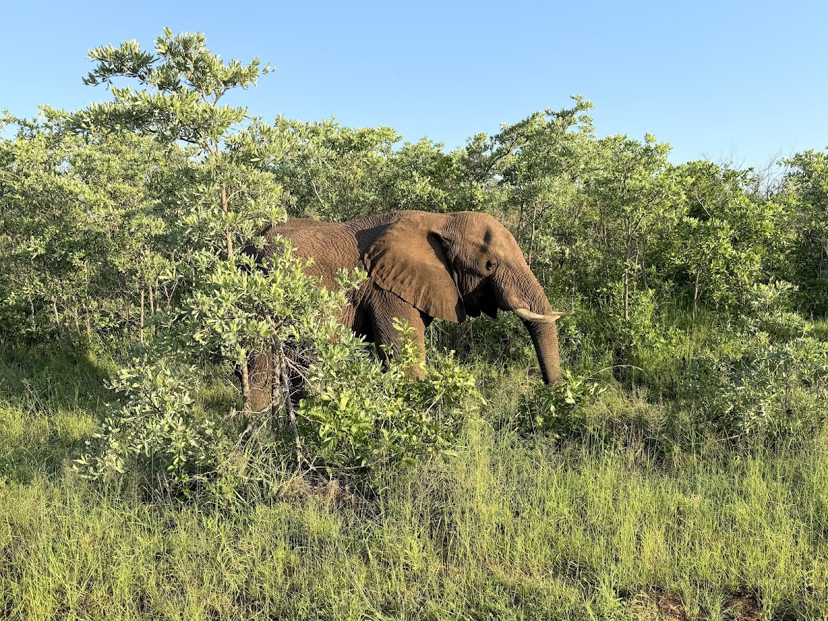 Bookings Africa Tours — tour operator in Hazyview, South Africa – photo 2