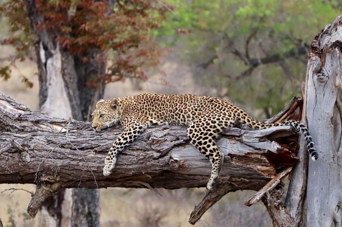 Bookings Africa Tours — tour operator in Hazyview, South Africa – photo 5