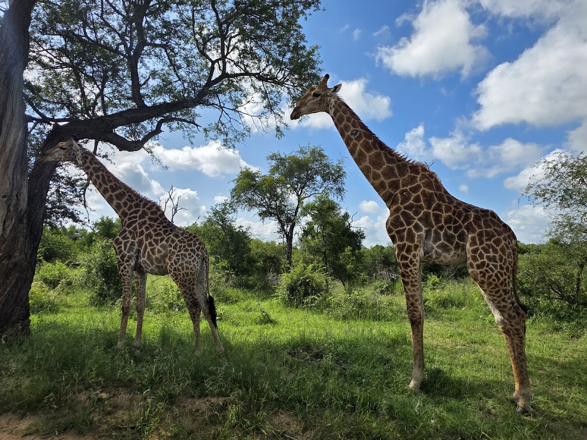 Bookings Africa Tours — tour operator in Hazyview, South Africa – photo 3