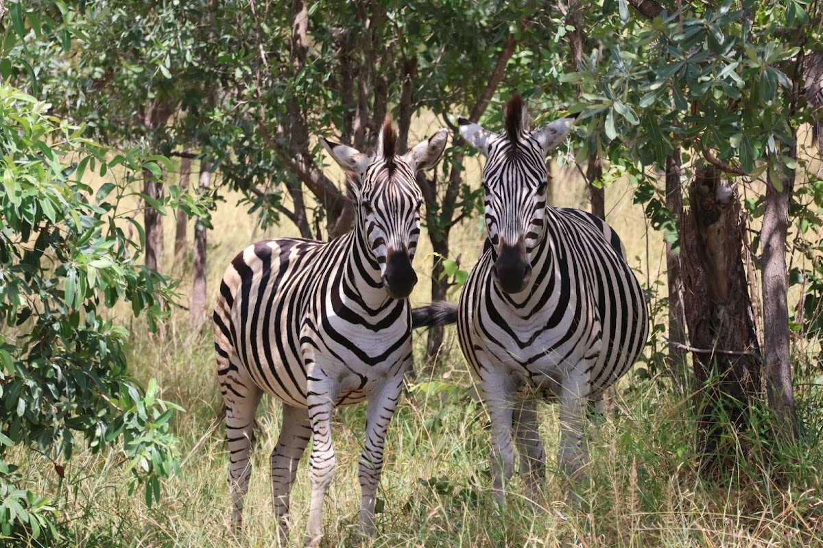 Bookings Africa Tours — tour operator in Hazyview, South Africa – photo 4
