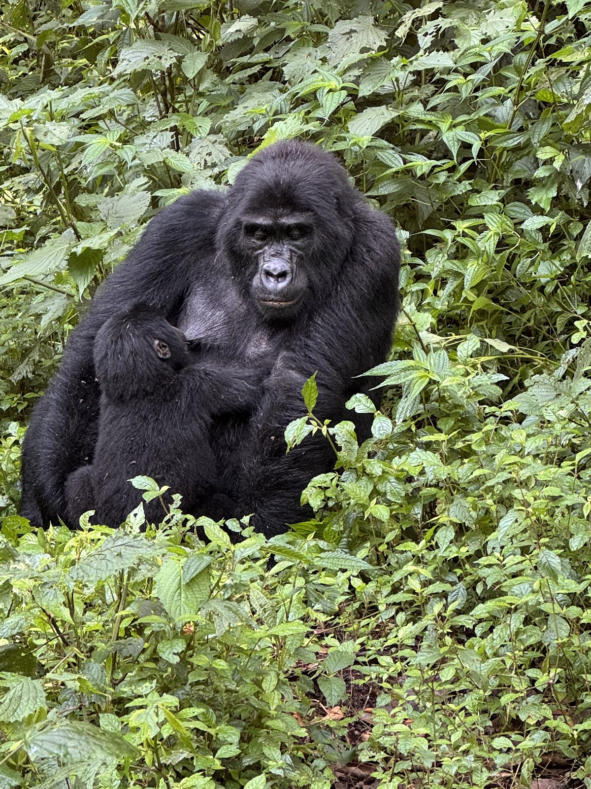 Pearl Afric Tours and Travel Uganda — tour operator in Plot 12 Corporation Rd, Uganda – photo 2