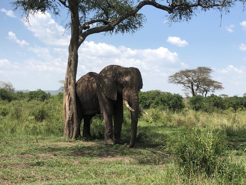 TANZANIA SAFARI RADAR | Tanzania Big 5 Private & Budget Safari | Serengeti Migration safaris & Kilimanjaro Climbing — tour operator in Boma Rd, Tanzania – photo 4