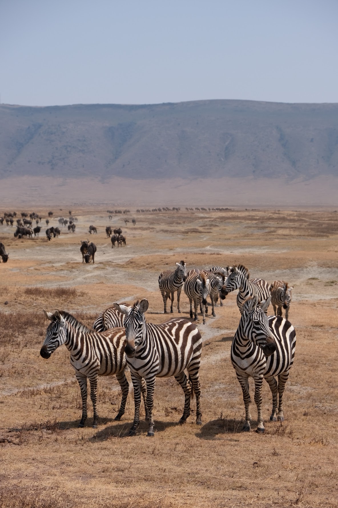 TANZANIA SAFARI RADAR | Tanzania Big 5 Private & Budget Safari | Serengeti Migration safaris & Kilimanjaro Climbing — tour operator in Boma Rd, Tanzania – photo 6