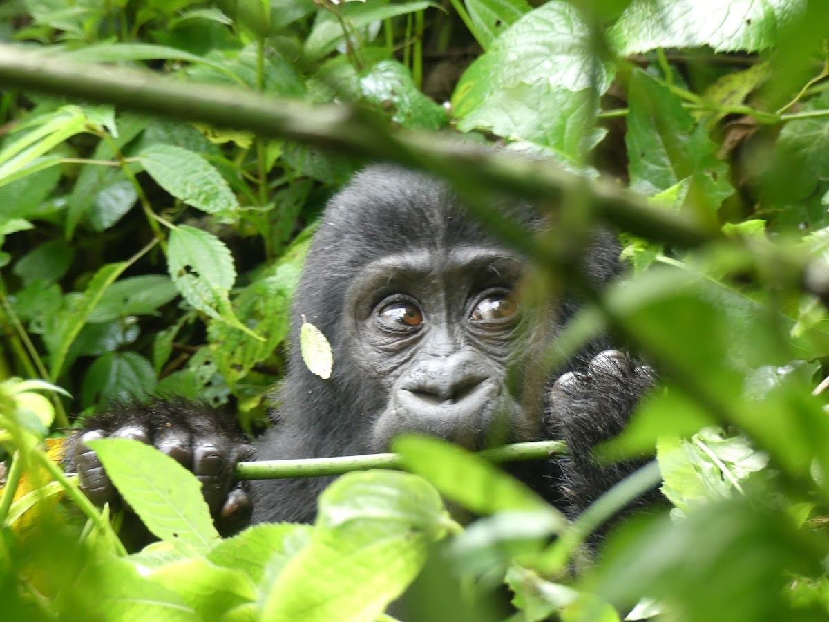 Elohim Travel & Tours ltd — tour operator in 8 KN 4 Ave, Rwanda – photo 1