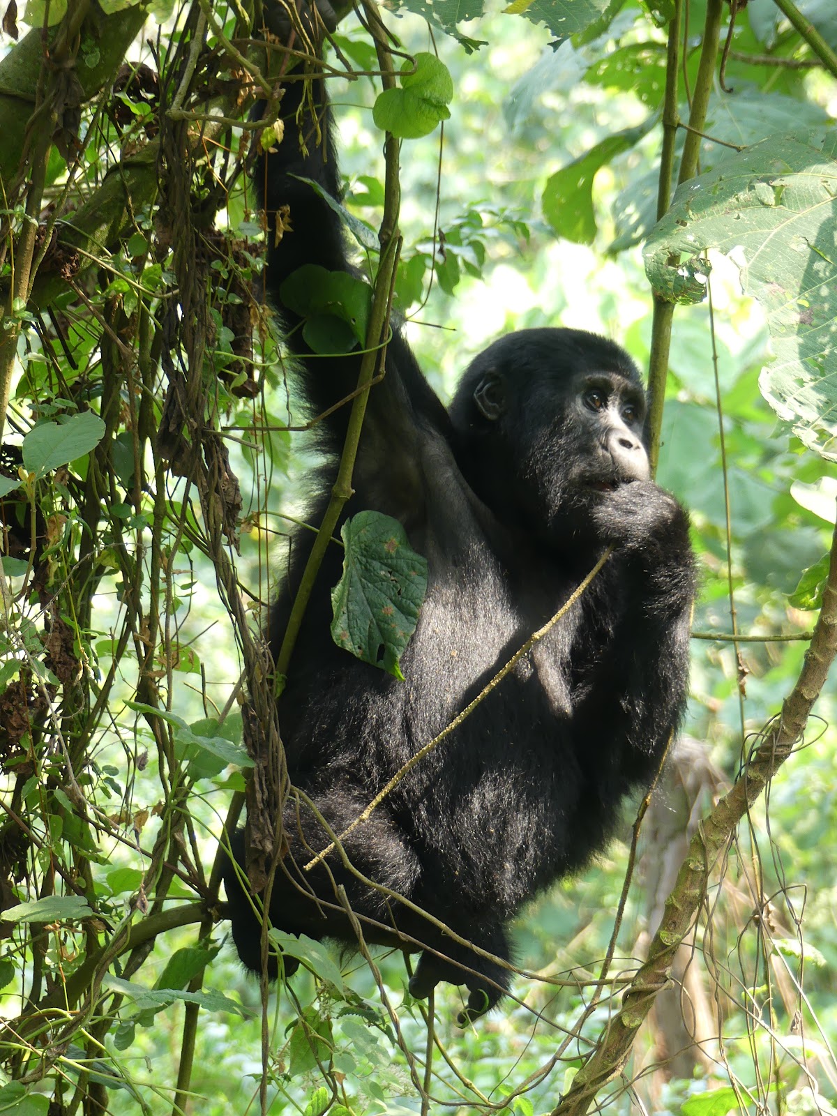 Elohim Travel & Tours ltd — tour operator in 8 KN 4 Ave, Rwanda – photo 2