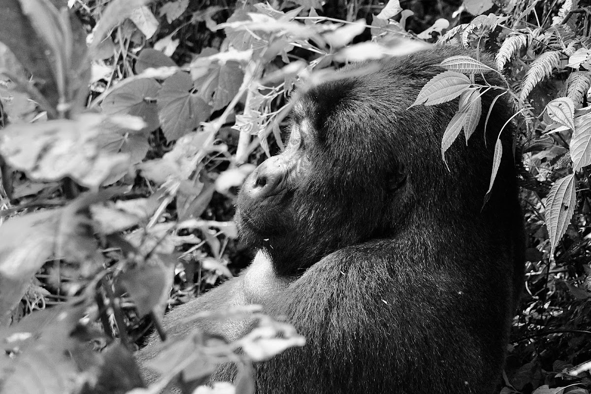 Elohim Travel & Tours ltd — tour operator in 8 KN 4 Ave, Rwanda – photo 5
