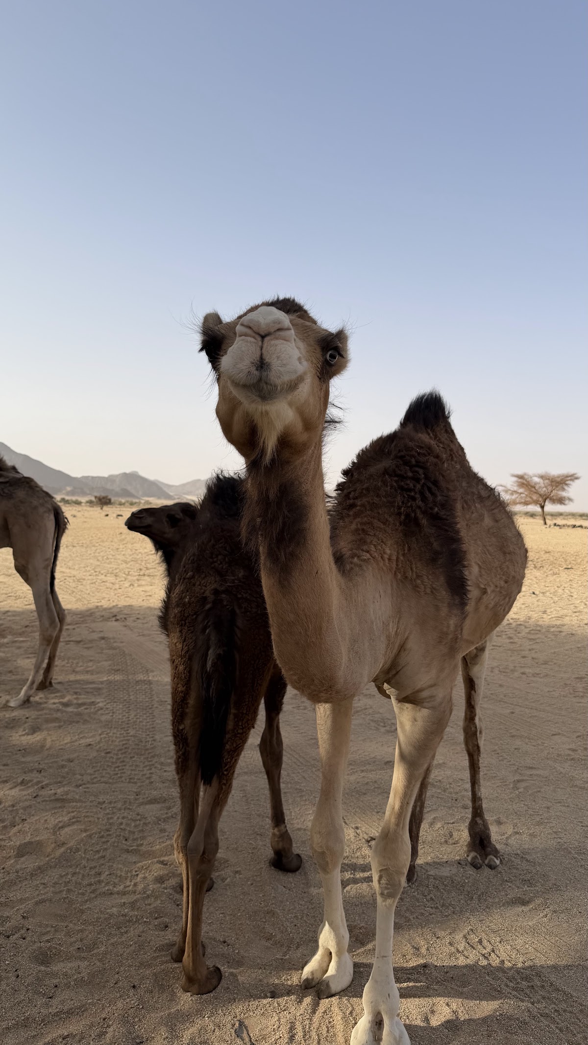 DJANET ADVENTURES ALGERIAN SAHARA — tour operator in Djanet, Algeria – photo 5