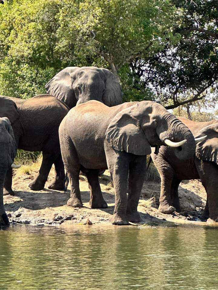 Taonga Safaris Sunset Cruise — tour operator in Livingstone, Zambia – photo 4