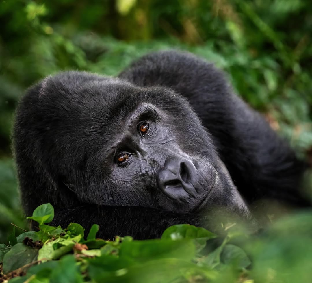 Rwanda Gorilla Safari & Visit Gorilla Rwanda — tour operator in KN 3 Rd, Rwanda – photo 2