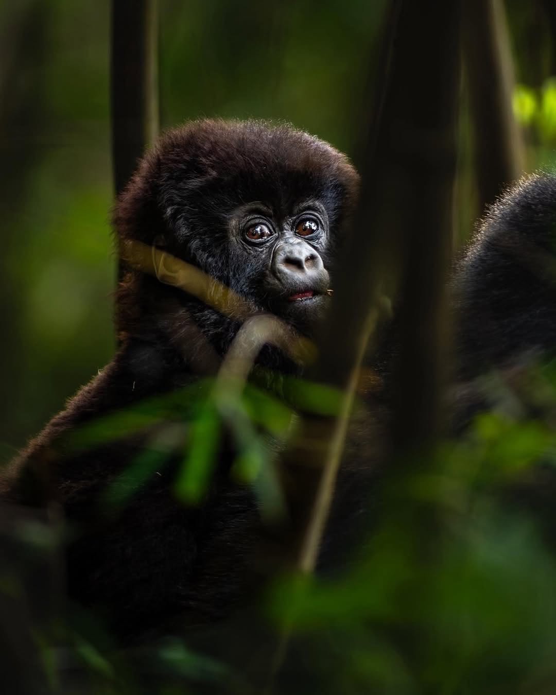 Rwanda Gorilla Safari & Visit Gorilla Rwanda — tour operator in KN 3 Rd, Rwanda – photo 1