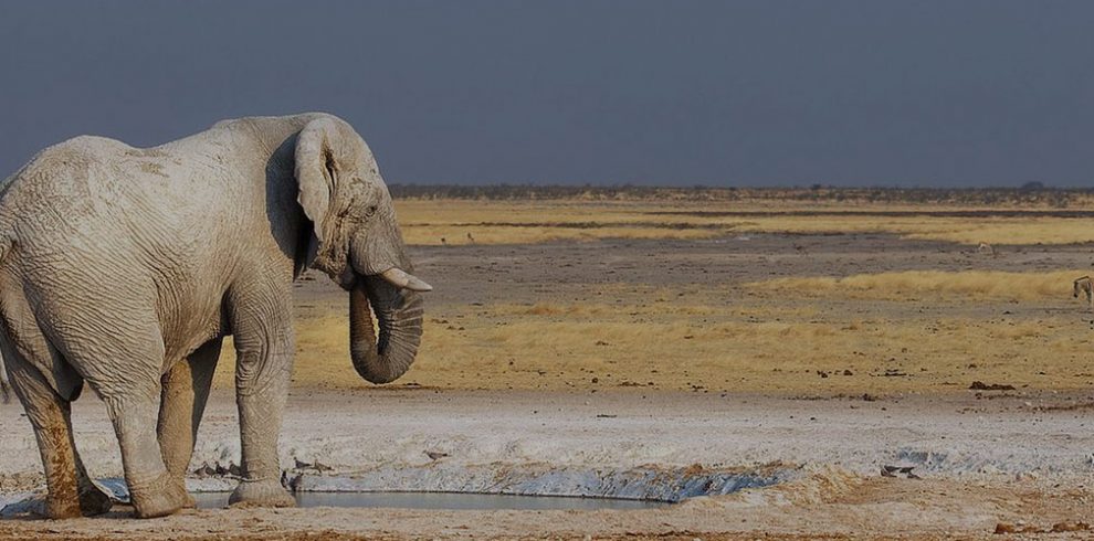 Safari World Tours – African Safari Experts — tour operator in 511 Dante St, Namibia – photo 5