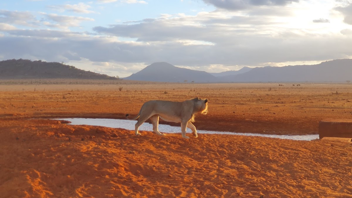 Safari World Tours – African Safari Experts — tour operator in 511 Dante St, Namibia – photo 2