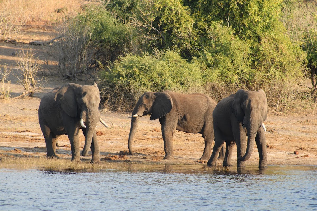 Nekacheya Travel & Tours — tour operator in T1, Zambia – photo 4