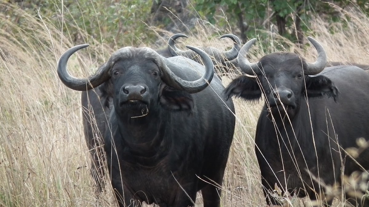 Nekacheya Travel & Tours — tour operator in T1, Zambia – photo 1