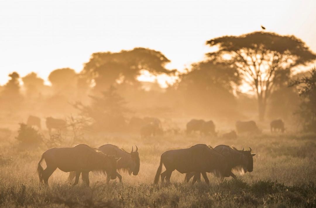 El Classical Adventures | The Best Tanzania Safari Company — tour operator in No: 5 Old Moshi Road, Tanzania – photo 5
