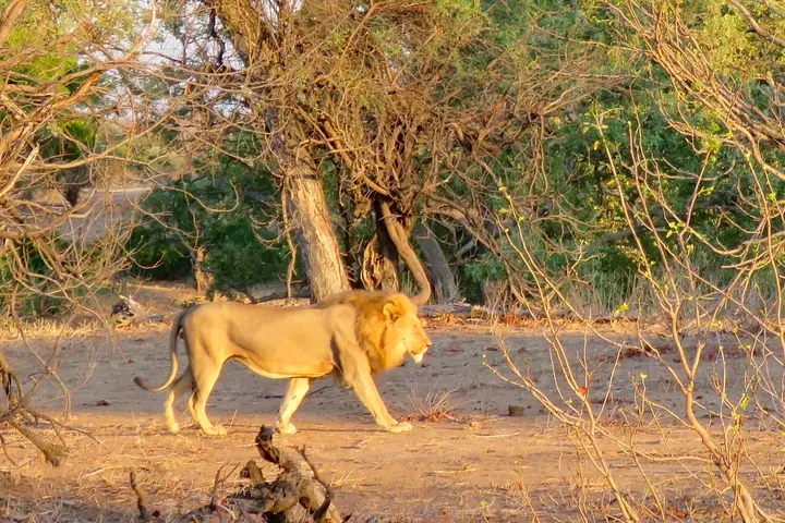 Zimbabwe Safari — tour operator in 7358 Mkhosana, Zimbabwe – photo 3