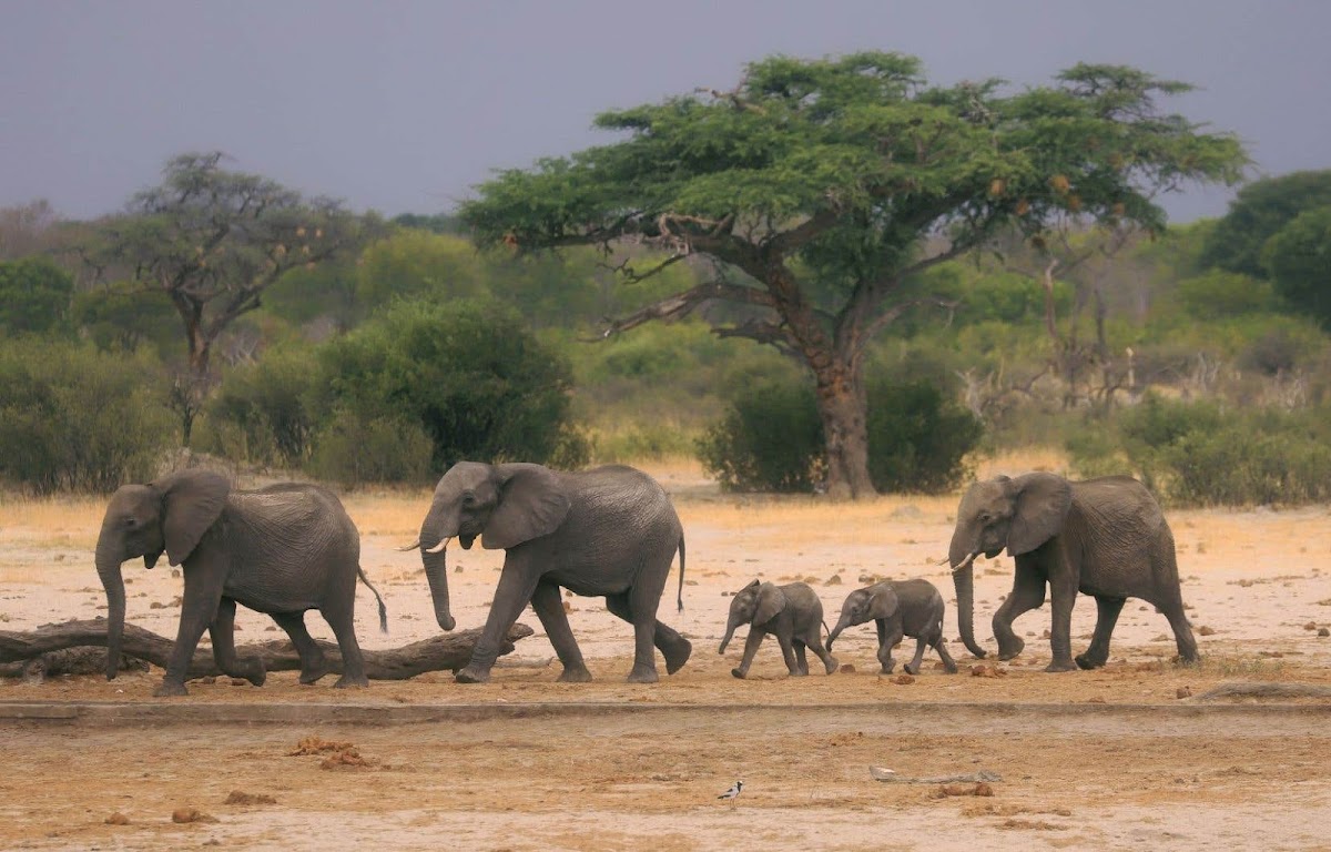 Zimbabwe Safari — tour operator in 7358 Mkhosana, Zimbabwe – photo 1