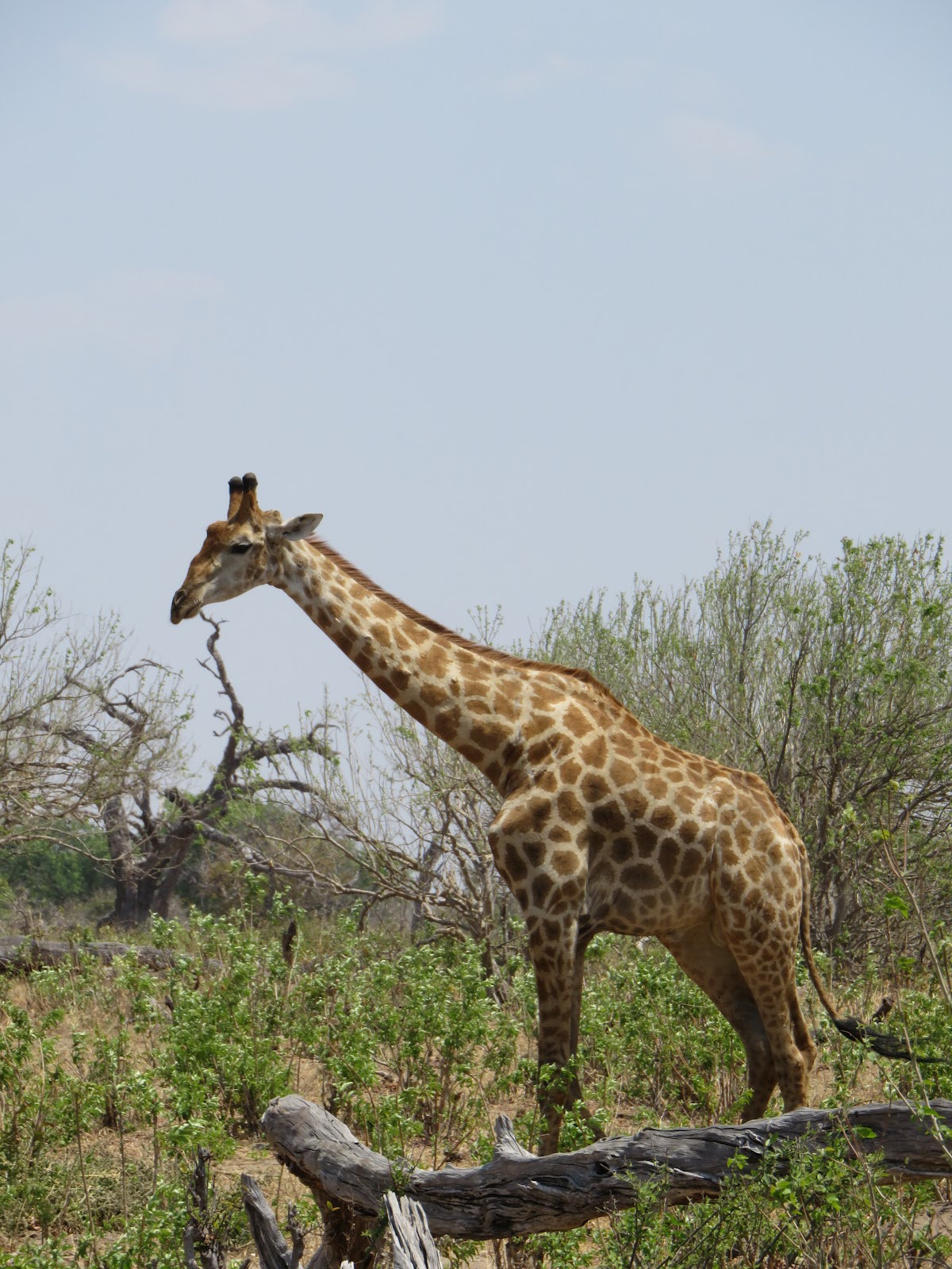 Bush Boys Adventures — tour operator in Plot 2021 Lusaka road, Zambia – photo 4