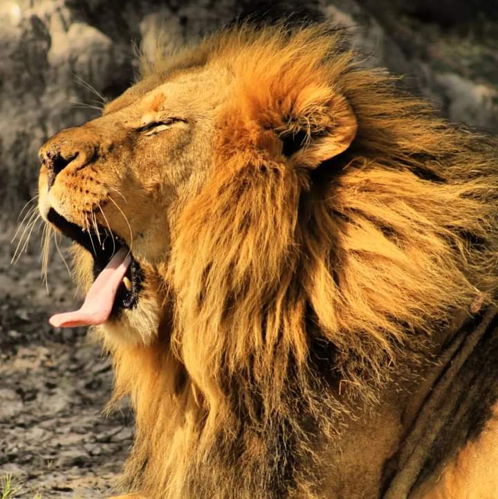 Africa Travel Tours — tour operator in Stand 432 Miles Road Industrial Sites, Zimbabwe – photo 3