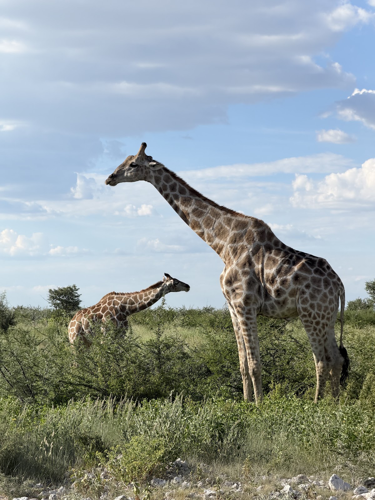 Explore Namibia — tour operator in 195 Mandume Ndemufayo Avenue, Namibia – photo 6