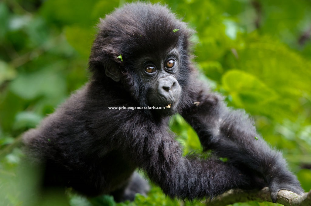 Prime Uganda Safaris & Tours Ltd — tour operator in Bweya Kajjansi Block; 397 - Plot No; 1959, Uganda – photo 1