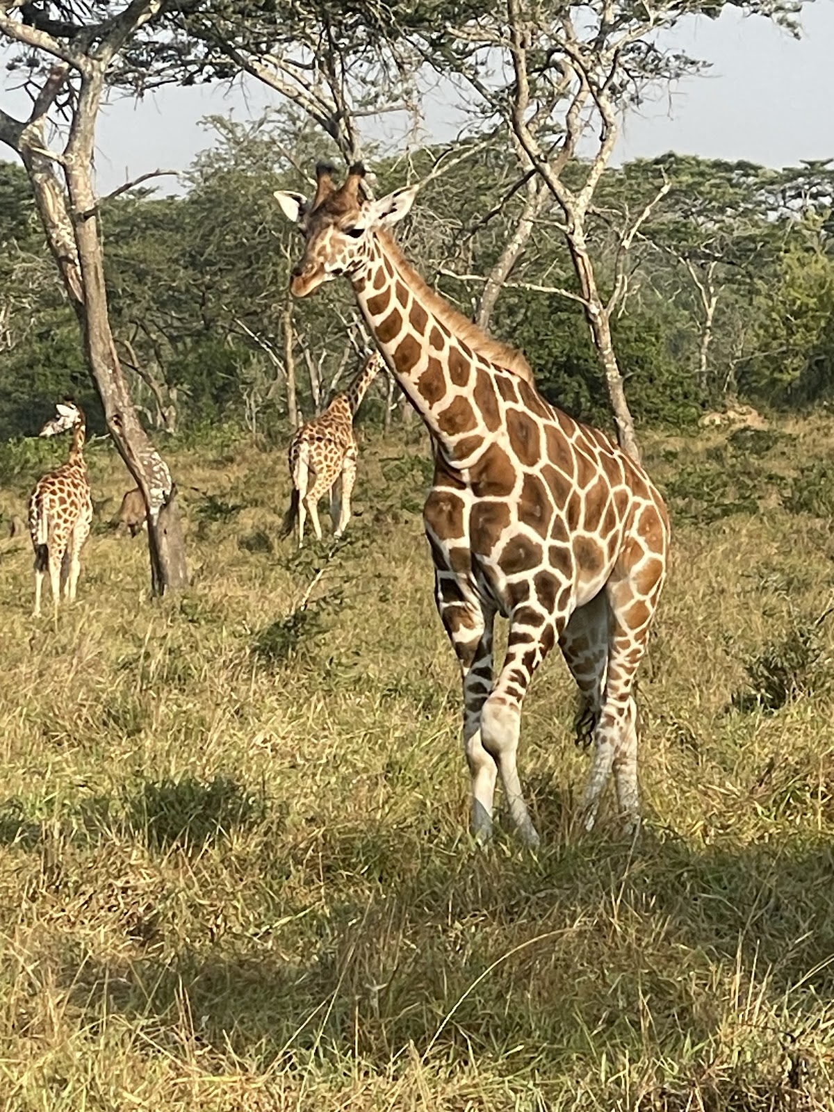 Prime Uganda Safaris & Tours Ltd — tour operator in Bweya Kajjansi Block; 397 - Plot No; 1959, Uganda – photo 5