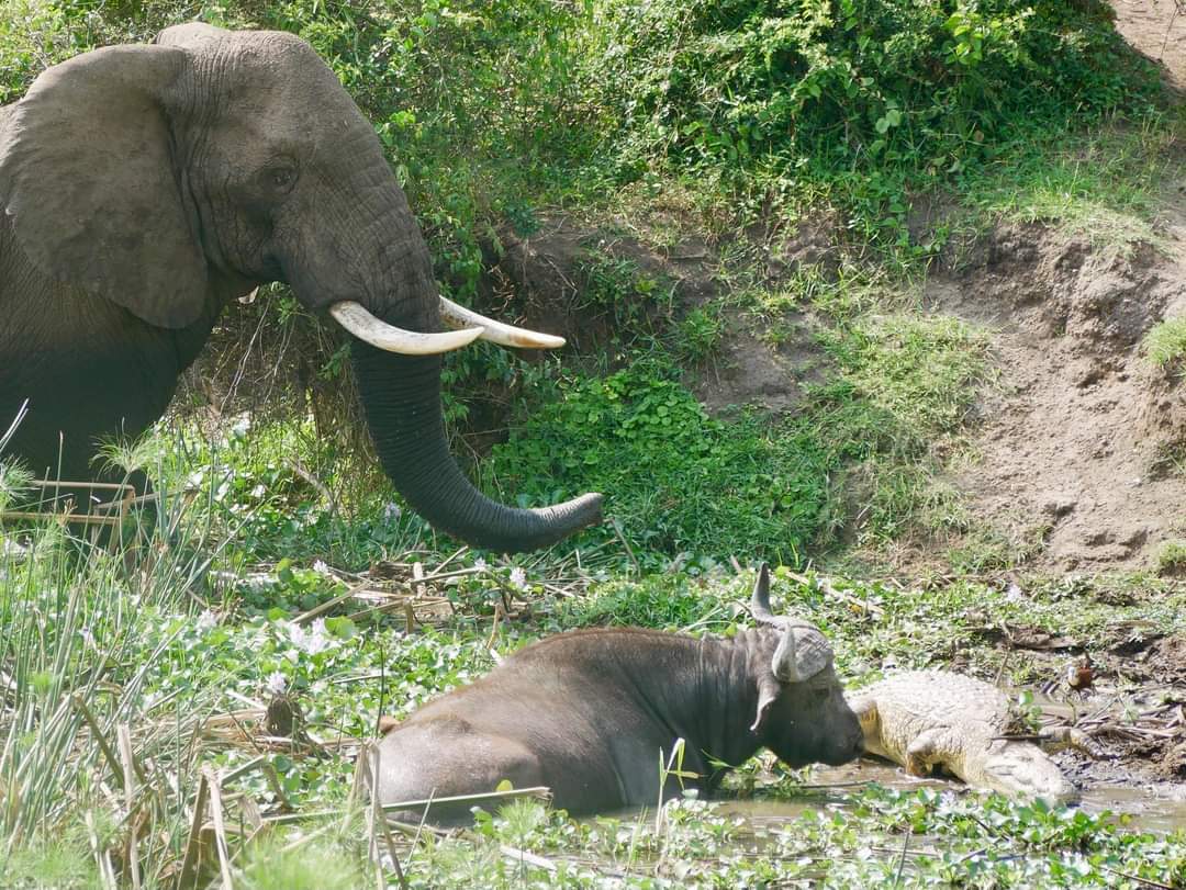 Africa Tours Adventure – Gorilla Trekking, Uganda, Rwanda & East Africa Safaris 2026-2030 — tour operator in 8GHH+HC, Uganda – photo 6