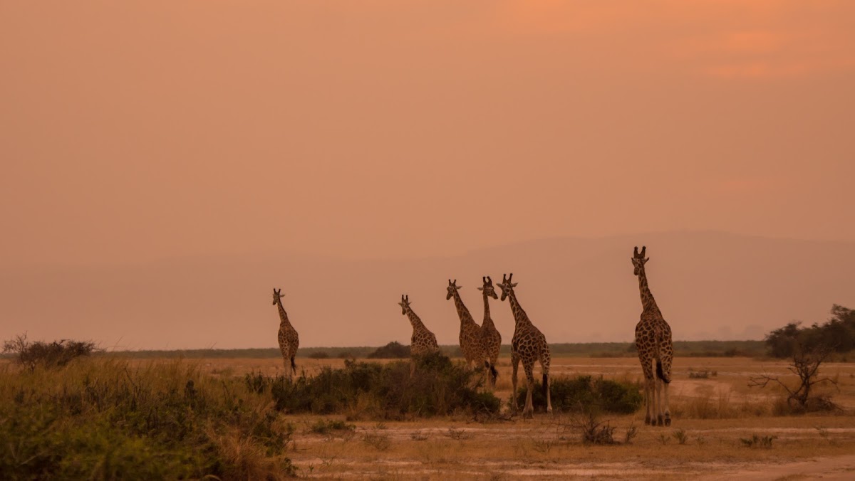 Africa Tours Adventure – Gorilla Trekking, Uganda, Rwanda & East Africa Safaris 2026-2030 — tour operator in 8GHH+HC, Uganda – photo 3