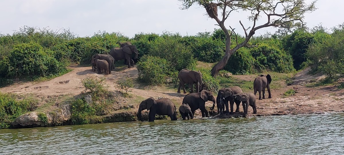 Africa Tours Adventure – Gorilla Trekking, Uganda, Rwanda & East Africa Safaris 2026-2030 — tour operator in 8GHH+HC, Uganda – photo 2