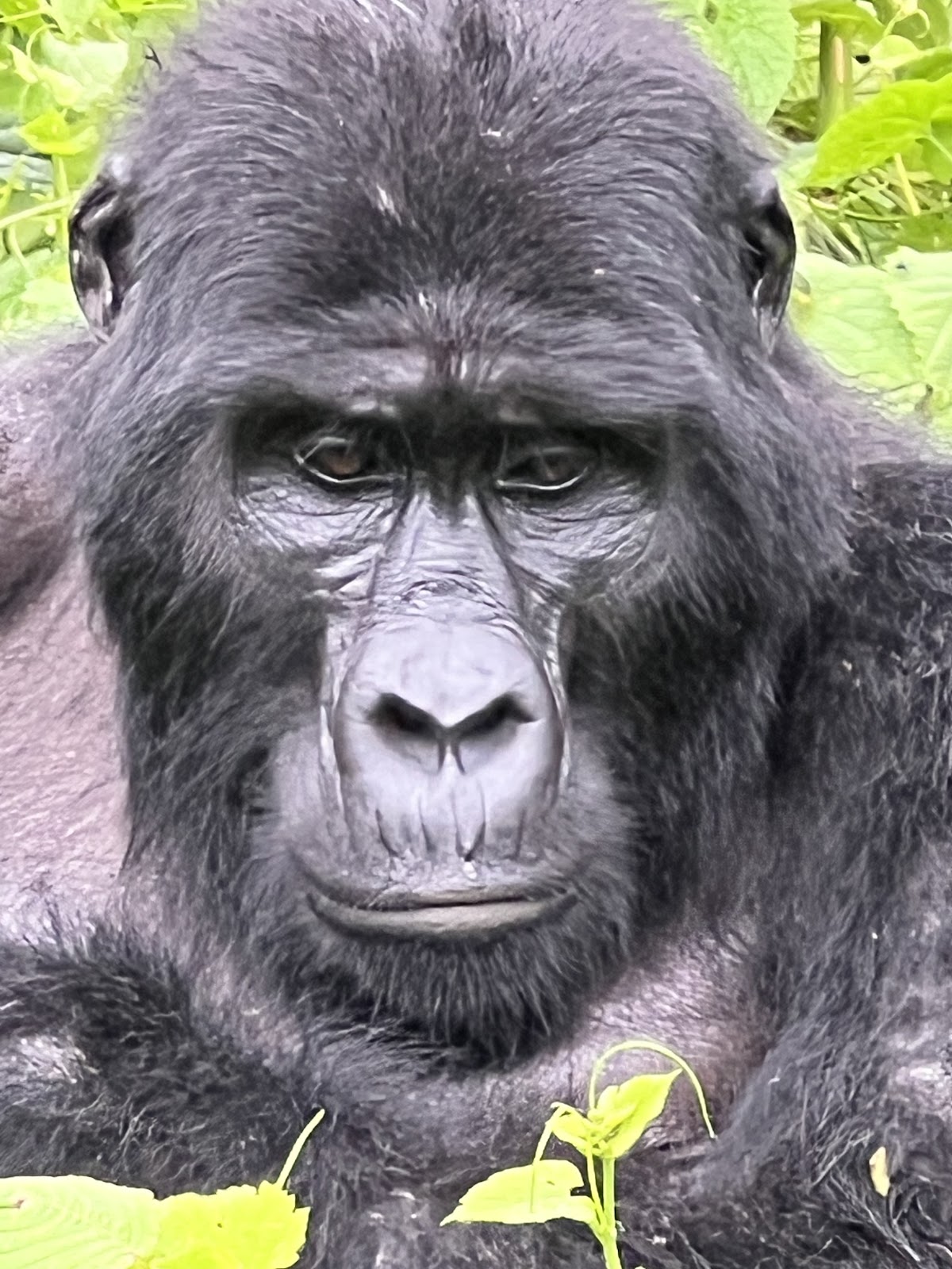 Africa Tours Adventure – Gorilla Trekking, Uganda, Rwanda & East Africa Safaris 2026-2030 — tour operator in 8GHH+HC, Uganda – photo 1