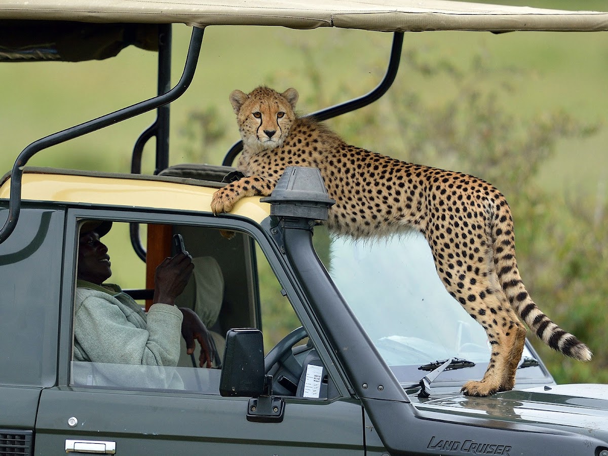 Gracepatt Ecotours Kenya — tour operator in 53936-00200, Kenya – photo 4