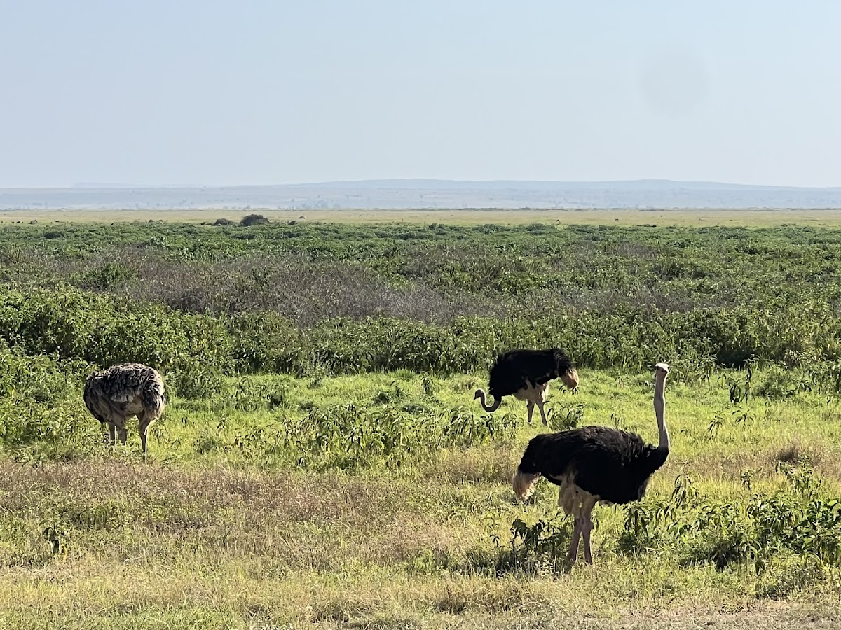 Diwaka Tours and Travel Company in Kenya | Vacations Beaches in Mombasa, Kenya Safaris, Mountain Climbing & More Tours — tour operator in B8 Kiambu Rd, Kenya – photo 4