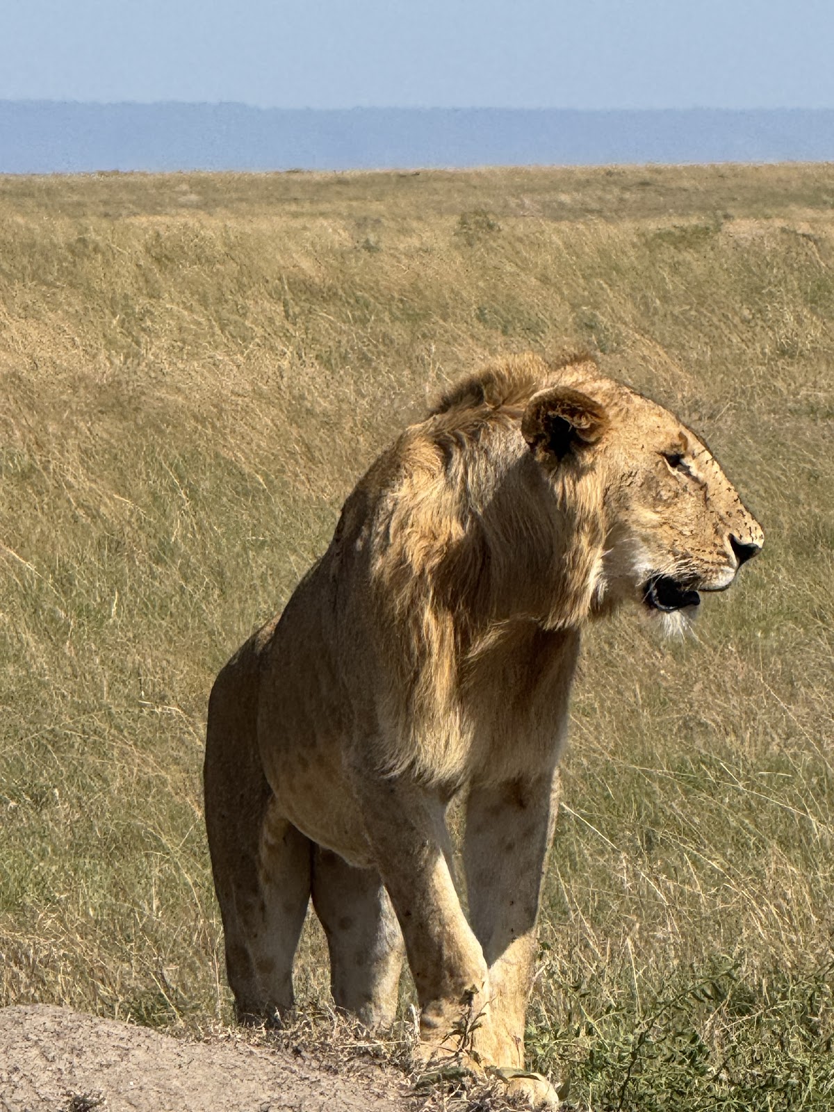 Diwaka Tours and Travel Company in Kenya | Vacations Beaches in Mombasa, Kenya Safaris, Mountain Climbing & More Tours — tour operator in B8 Kiambu Rd, Kenya – photo 6