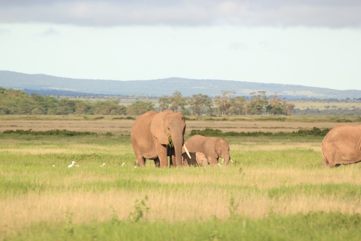 Diwaka Tours and Travel Company in Kenya | Vacations Beaches in Mombasa, Kenya Safaris, Mountain Climbing & More Tours — tour operator in B8 Kiambu Rd, Kenya – photo 3