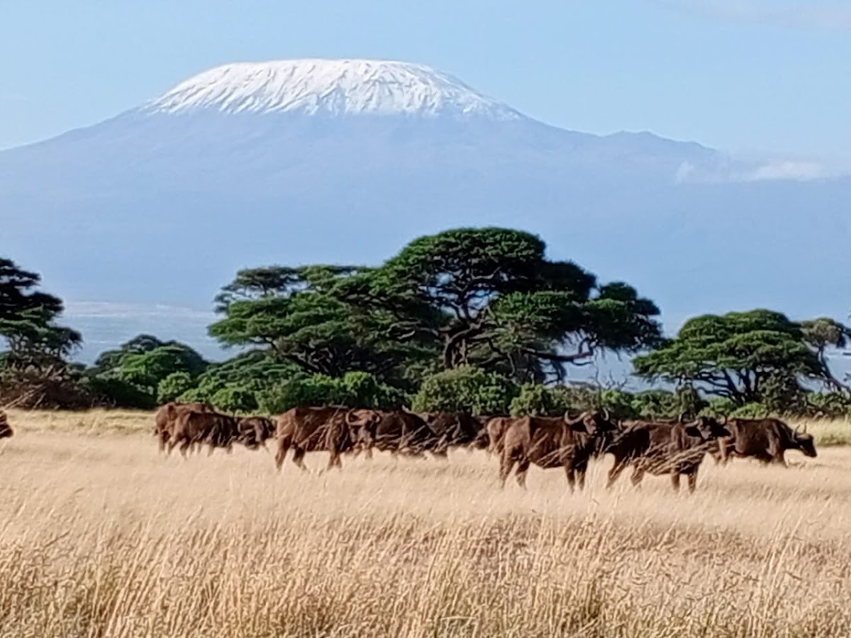 Diwaka Tours and Travel Company in Kenya | Vacations Beaches in Mombasa, Kenya Safaris, Mountain Climbing & More Tours — tour operator in B8 Kiambu Rd, Kenya – photo 2