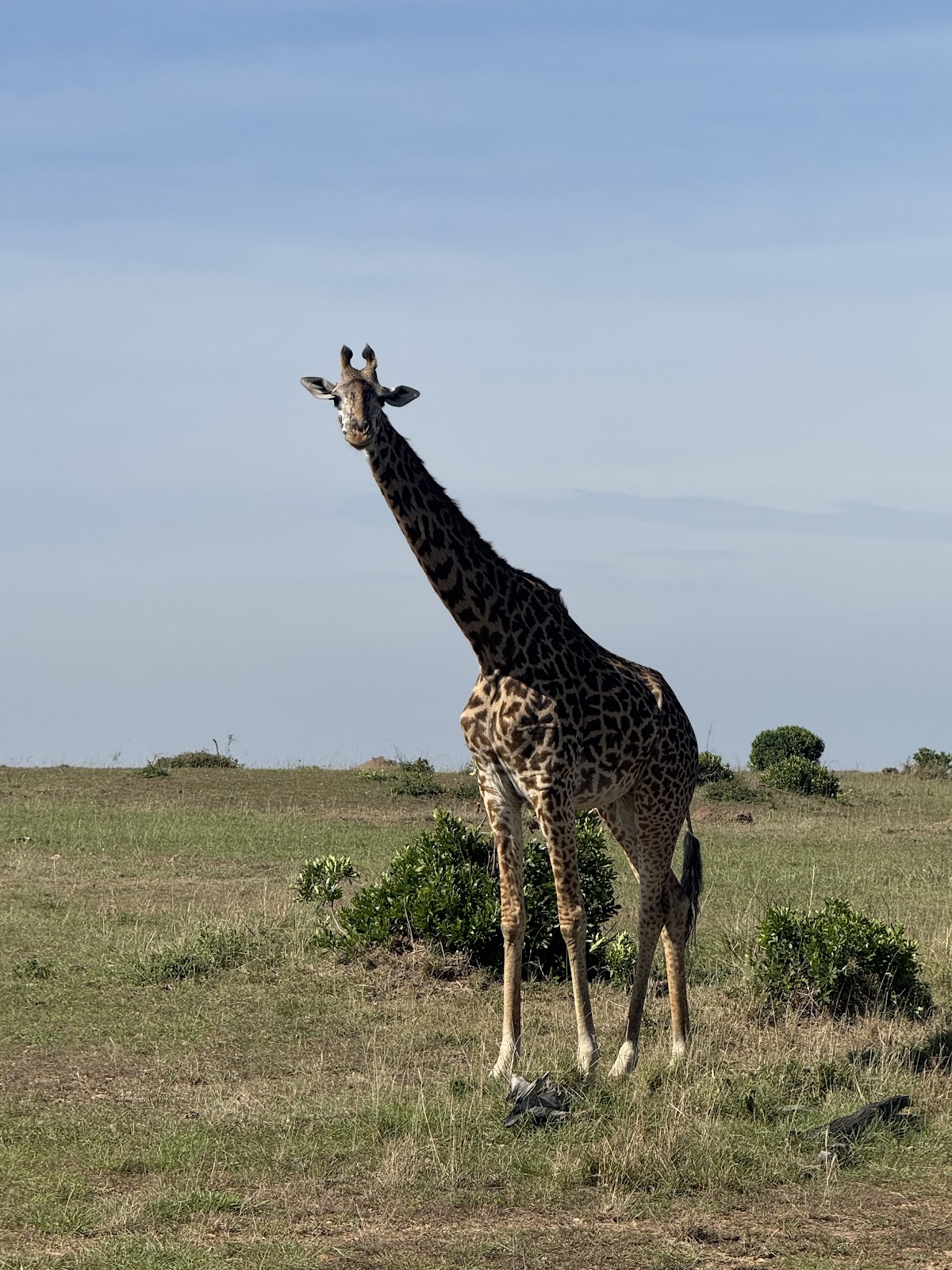 Diwaka Tours and Travel Company in Kenya | Vacations Beaches in Mombasa, Kenya Safaris, Mountain Climbing & More Tours — tour operator in B8 Kiambu Rd, Kenya – photo 5