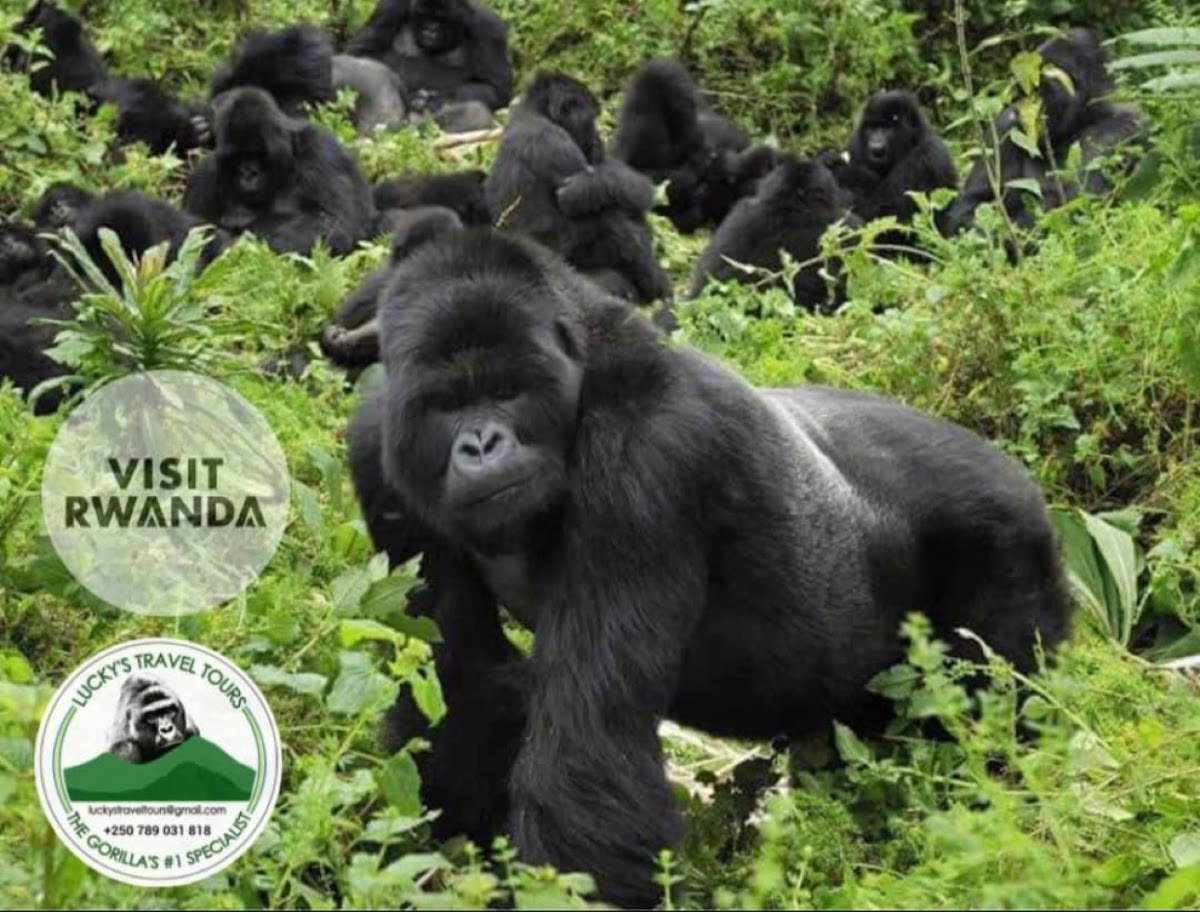 LUCKYS TRAVEL TOURS LTD — tour operator in KG 21 Ave, Rwanda – photo 4