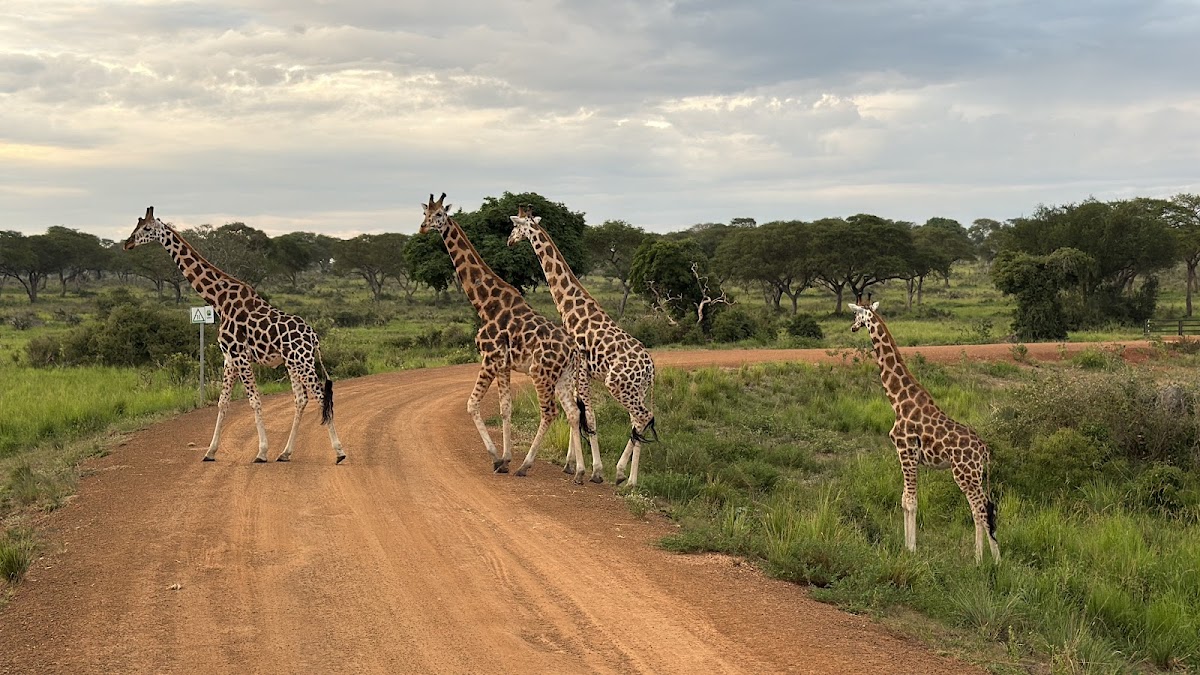 Insight Safari Holidays: Uganda Safaris — tour operator in Plot 19 Bukoto St, Uganda – photo 5