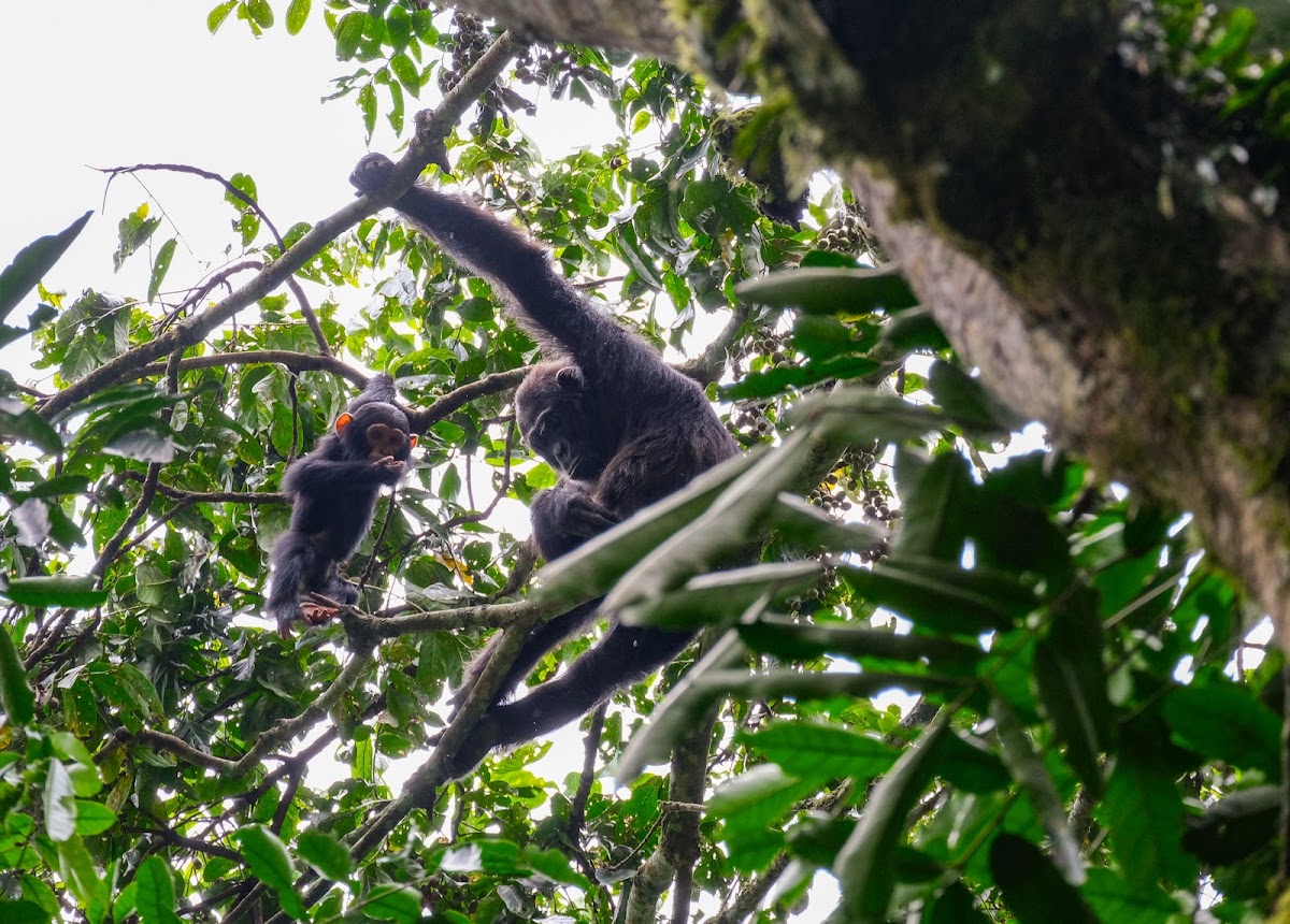 Insight Safari Holidays: Uganda Safaris — tour operator in Plot 19 Bukoto St, Uganda – photo 4