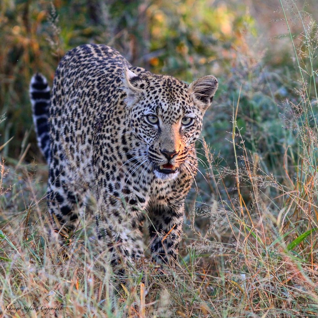 Kruger Park Safaris - Nhongo Safaris® — tour operator in Roodepoort, South Africa – photo 4