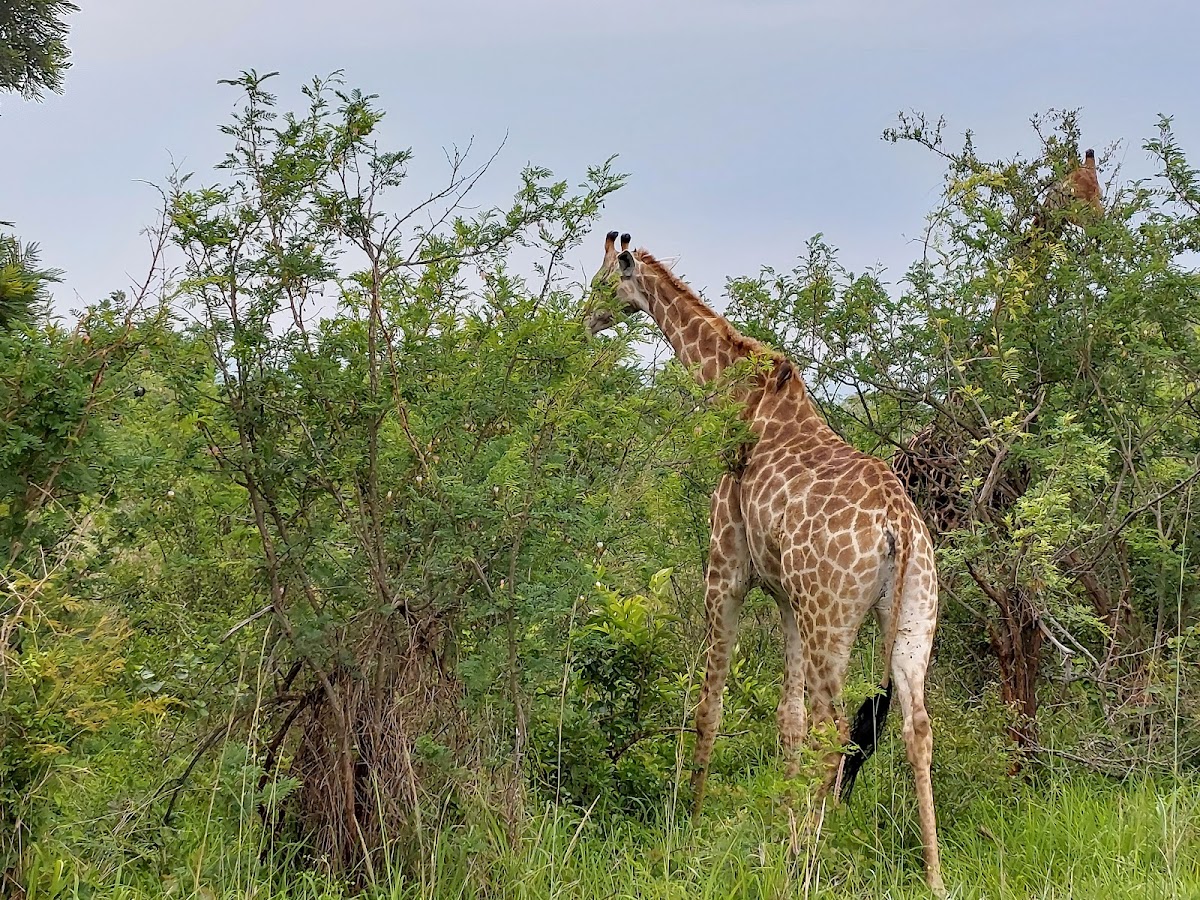 Kruger Park Safaris - Nhongo Safaris® — tour operator in Roodepoort, South Africa – photo 5
