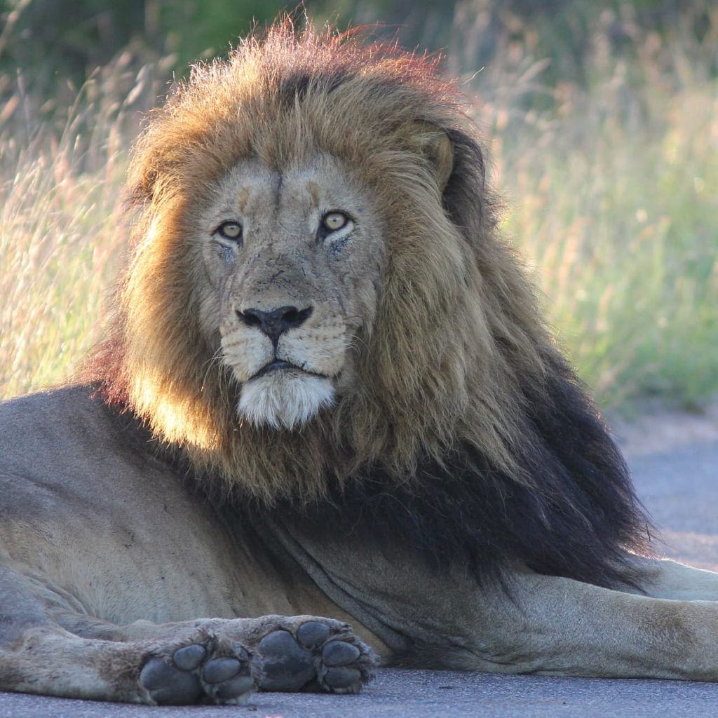 Kruger Park Safaris - Nhongo Safaris® — tour operator in Roodepoort, South Africa – photo 3