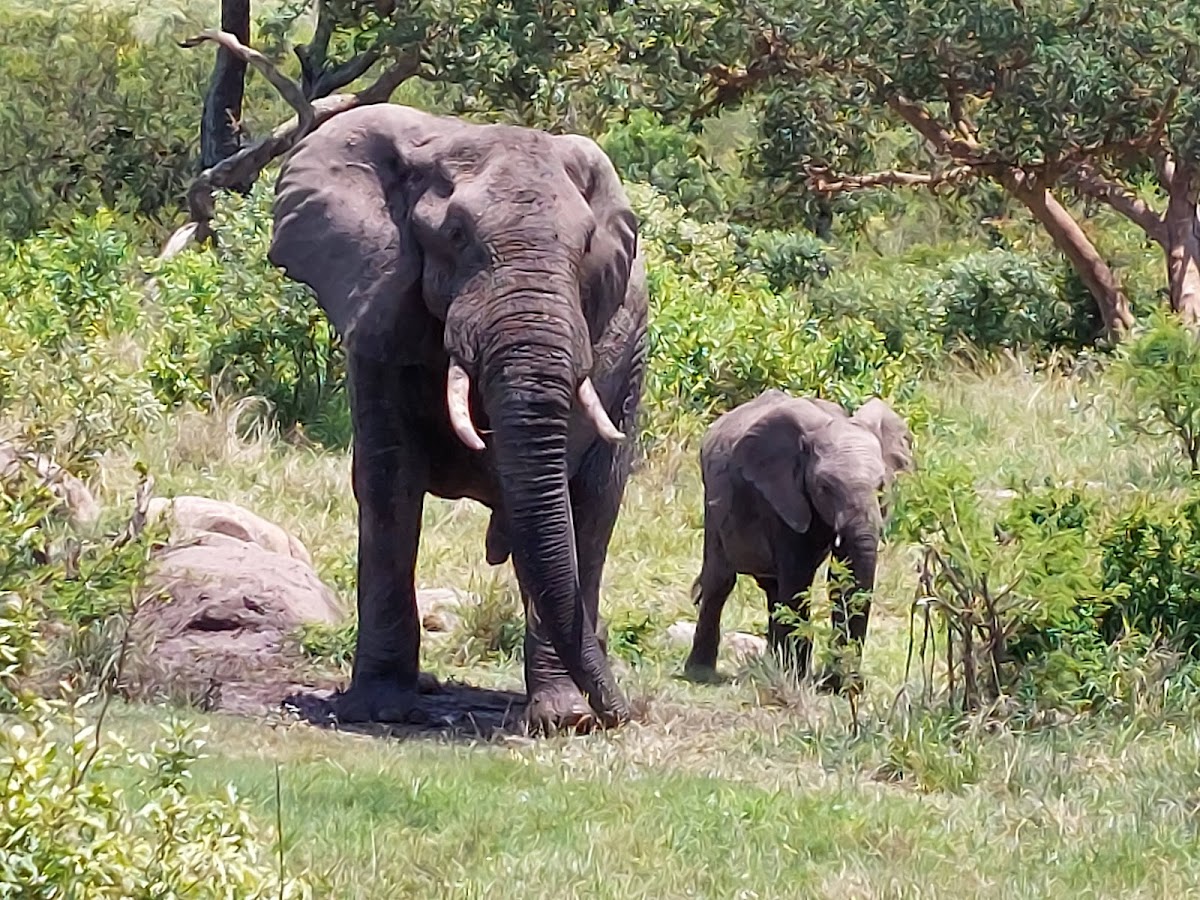 Kruger Park Safaris - Nhongo Safaris® — tour operator in Roodepoort, South Africa – photo 6